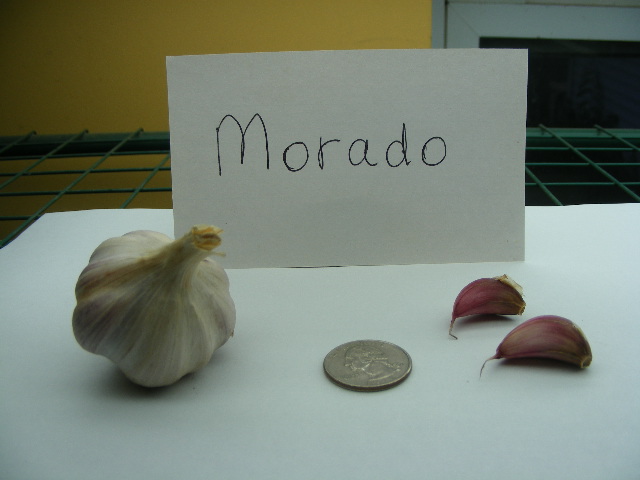 MORADO GARLIC - seed bulbs
